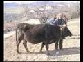 SPFA - 40 Vaches pour Khatchen