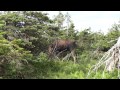 Moose-Gros Morne National Park