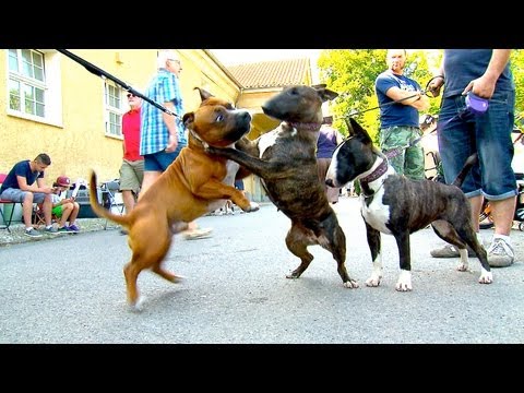 BULL TERRIER