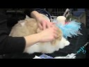 Cat Show - Intro Cat Show - Intro