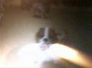 Ninendoggie Movie 2 Ninendoggie Movie 2