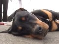 Dog Goes Scuba Diving