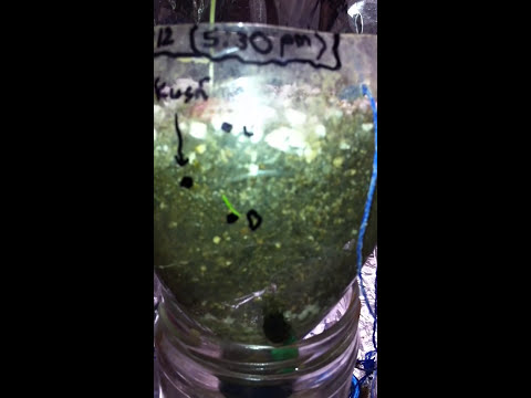 how to easy grow weed