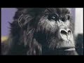 New Cadbury advert. Newest breakthrough sound. If you haven't heard about grazhdanskaya oborona, go get a life somewhere else.