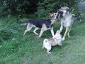 Ukon leikkitreffit