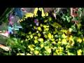 X-treem Flowers Datamoshed