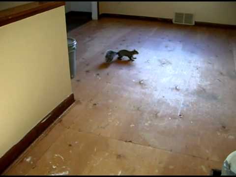 how to get squirrels out of dryer vent