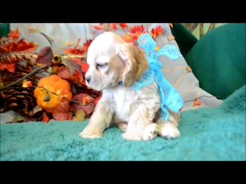 Willie AKC Buff Male Cocker Spaniel Puppy for sale.