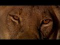 injured lioness improves