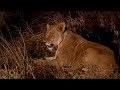 injured lioness improves