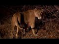 injured lioness improves