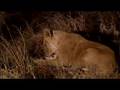 Injured lioness improves
