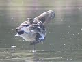 Black-tailed Godwits Black-tailed Godwits