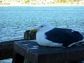 seagull sitting oceanside pier ca LOUD WIND NOISE seagull sitting oceanside pier ca LOUD WIND NOISE