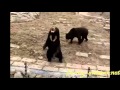 Smart bears standing up for food 