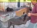 La pelea del siglo