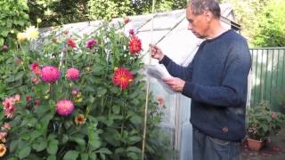 How Geoff & Heather Grow Dahlias