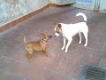 picher aggressivo picher aggressivo