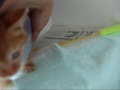 ★ちびライオンに噛まれた! 仔猫 茶トラ 猫の里親会1月24日 里親募集