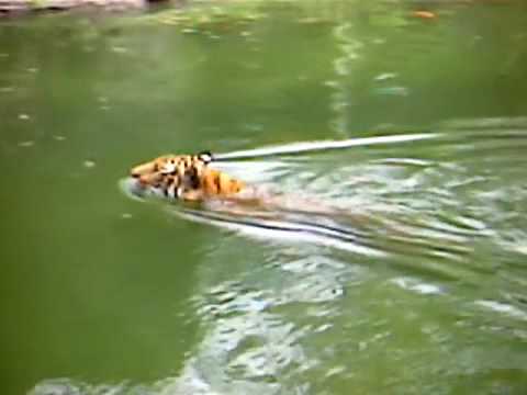 swimming tiger