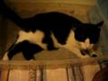 videos de JACK SPRAK TICK TACK IN HIS NEW LITTER.