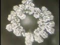 masaru emoto masaru emoto