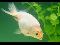 Japon Bal??? T�rleri