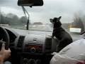 Lola vs. the windshield wipers