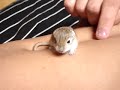 Gerbille Gerbille