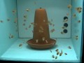 Guarda video