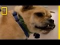 DogTown: Disabled Dog Needs Home