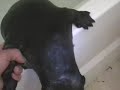 otter play & naptime