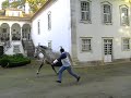 Quinta do Casal Branco - Lusitano horse, trotting