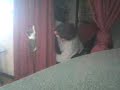 spider cat spider cat
