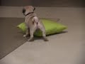 Mr. Feeny and Pillow