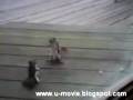 Squirrel-fight