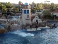 how high can a dolphin jump - part2