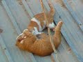 Cat fight round 2/4 Cat fight round 2/4
