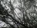 Bird song