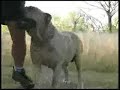 Boerboel: Mizpah Woef being walked. Boerboel: Mizpah Woef being walked.