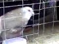palomas de uruguay
