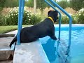 La torpeza de Pacha