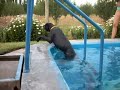 La torpeza de Pacha