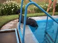 La torpeza de Pacha