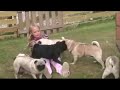 Pugs and pugs and pugs.......... Pugs and pugs and pugs..........