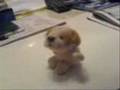Little-doggie-dancer