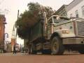 videos de Church Street Tree
