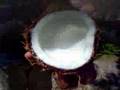 Making coconut milk (for dummies)