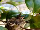 Hummingbird babies Hummingbird babies