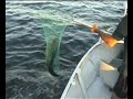 hunt for the dusky flathead